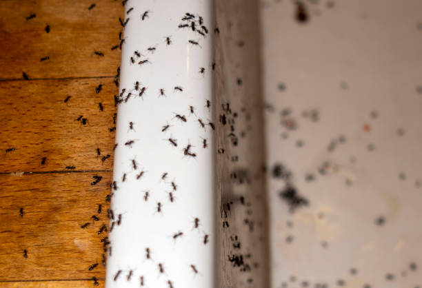 Best Cockroach Control Services  in Dayton, MN